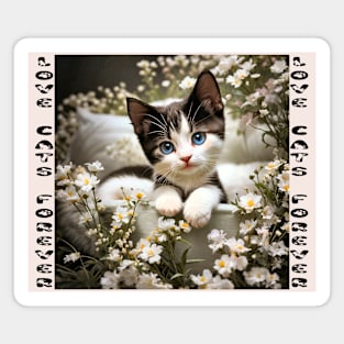 Love Cats Forever Cute Kitten Magnet